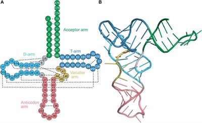 Naturally Occurring tRNAs With Non-canonical Structures